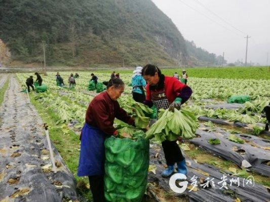 【聚焦两会·东西部扶贫协作】印江木黄：5000亩蔬菜种出村民致富路