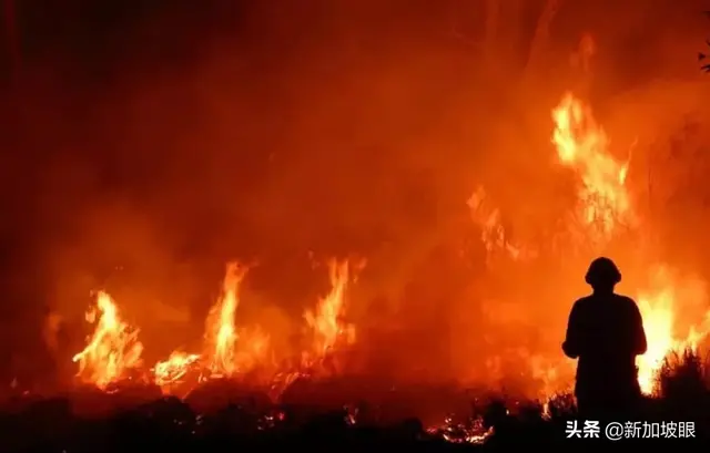 澳洲林火肆虐5亿动物惨死，新加坡国防部派空军援助