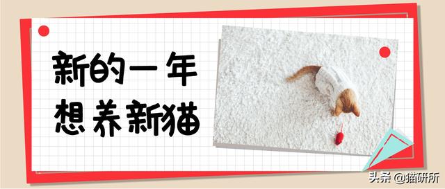 什么原因，使你不适合养一只新猫咪？