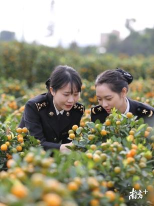 每天有上百批年花出口！顺德年桔、蝴蝶兰等在海外走俏