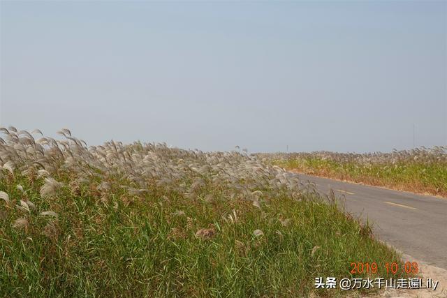 黄河之水奔流到海不复还，河海交汇的旷世奇观只有这里能看到