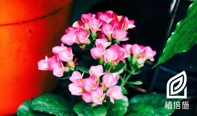 「植培施」长寿花Kalanchoe blossfeldiana 温室花卉养护手册