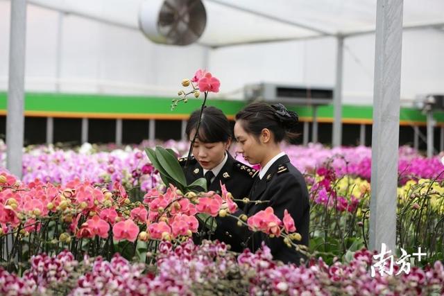 每天有上百批年花出口！顺德年桔、蝴蝶兰等在海外走俏