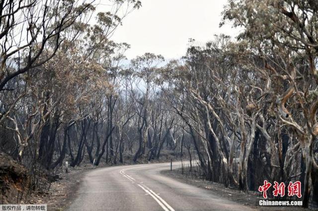 数千人逃难、5亿动物死亡：山火围澳，“末日”来了？