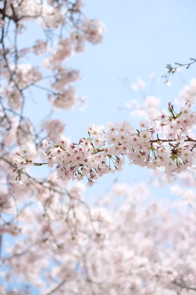 季节限定丨日本早樱之旅，又见初恋の樱花季（内含新春特别福利）
