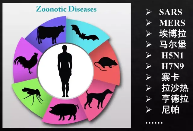 这些野生动物的病毒怎么就到了人类社会？