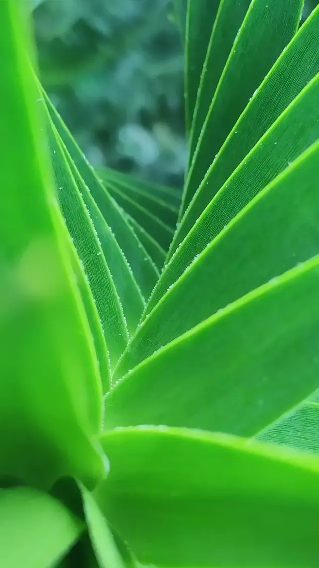 在最纯净的世界安一个家，太酷了