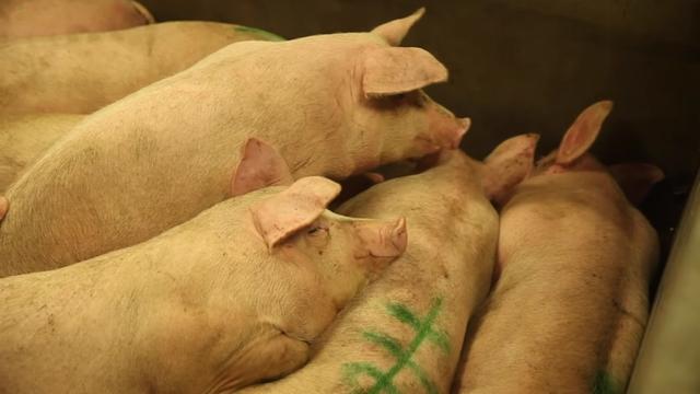 最新，印尼逾27000头生猪死亡后，中国宣布禁止从该国进口猪肉