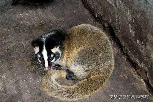 为什么新加坡不吃野味？代价太大了...