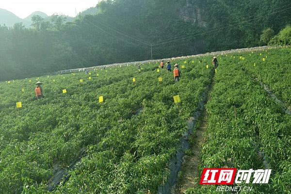 泸溪：小辣椒成就大产业的背后，是“他们”二十三年的坚守