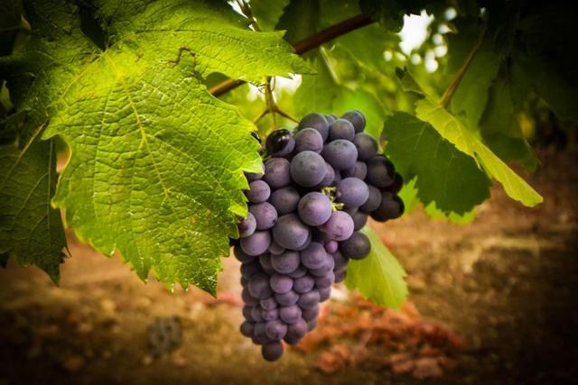 南希的酒窝：Terroir