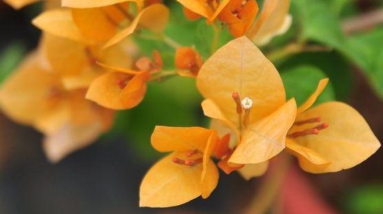 花卉种植｜三角梅之品种简介