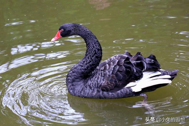 “黑天鹅”到底是一只什么鹅？