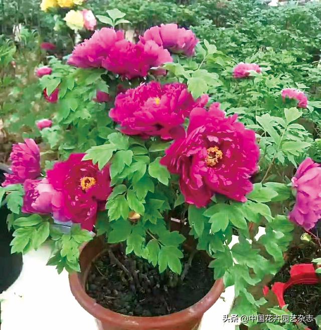 传统年宵花带来浓浓年味 | 2020年第1期“年宵花”专题