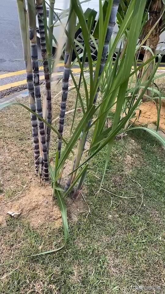 新加坡满大街都是甘蔗、木瓜、香蕉[呲牙]