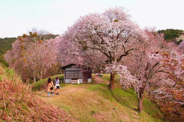 季节限定丨日本早樱之旅，又见初恋の樱花季（内含新春特别福利）