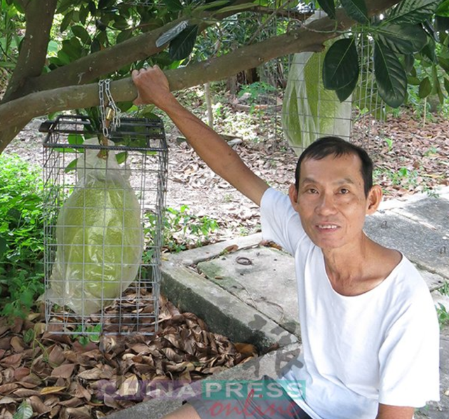 种的水果老被偷，马来西亚华裔想妙计：上铁笼，“锁死”