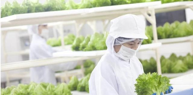 菜吧：未来农业什么样？日本垂直农场日产3万棵生菜