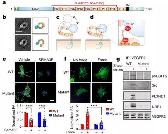 复旦大学徐彦辉Science；刘庄，蒋伟，毛辉，吴松，廖永红等成果速递丨BioDaily20200211