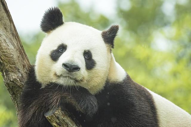 全球十大动物园分布，中国最多有3座上榜，但最大的在美国