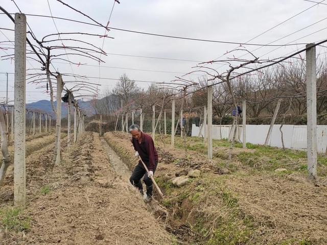 防控不误农时 管理正当其时——“四季仙果”基地施肥催芽忙