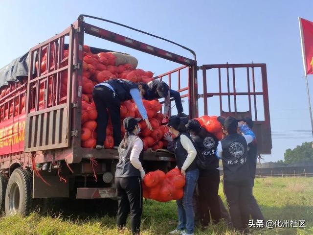 抗击疫情，为爱逆行！化州市禁毒公益人再次捐赠32吨南瓜发往湖北