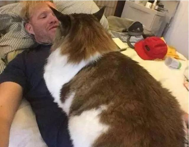 最小的猫有多娇小？身长7厘米，3个鸡蛋大小，在主人手上睡觉