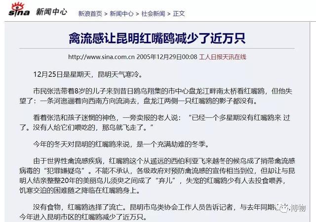 飞到昆明的红嘴鸥，并不需要人类的“关爱”