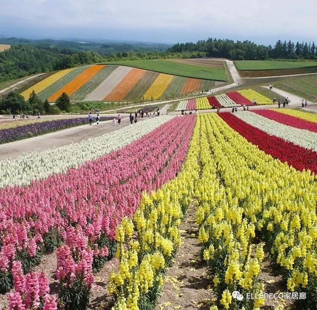 情人节，想和你去看北海道最后的雪 | ELLEDECO X Louis Vuitton City Guide