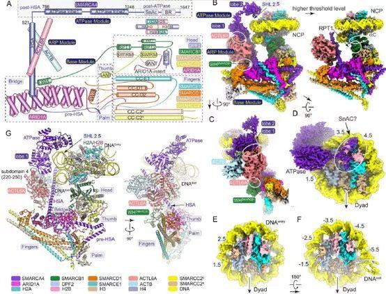 复旦大学徐彦辉Science；刘庄，蒋伟，毛辉，吴松，廖永红等成果速递丨BioDaily20200211