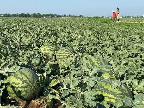 受新型冠状病毒肺炎影响，缅甸政府欲将农产品出口转向这两个国家