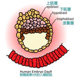 刻在人类DNA中的病毒基因，造就了现在的我们