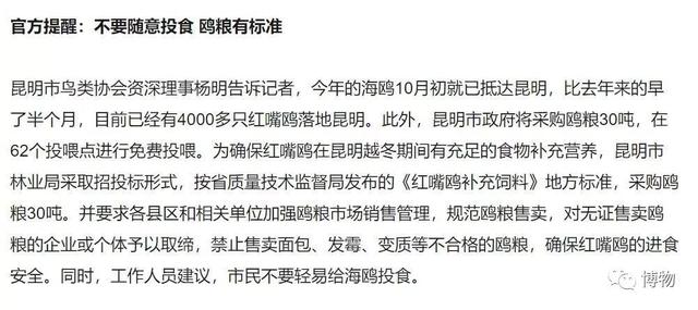 飞到昆明的红嘴鸥，并不需要人类的“关爱”