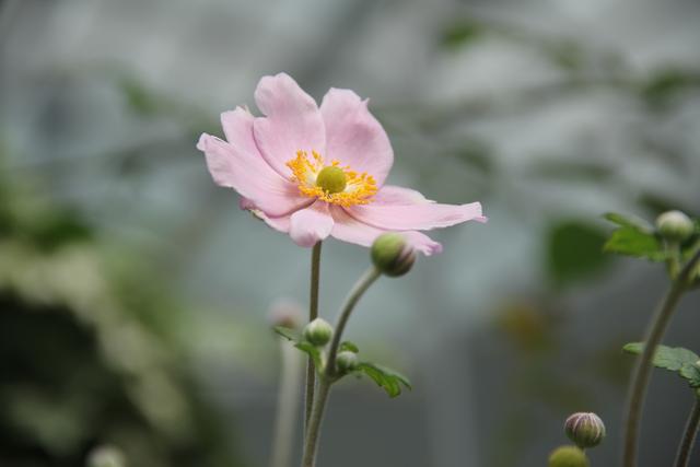 新加坡：各种美丽的花