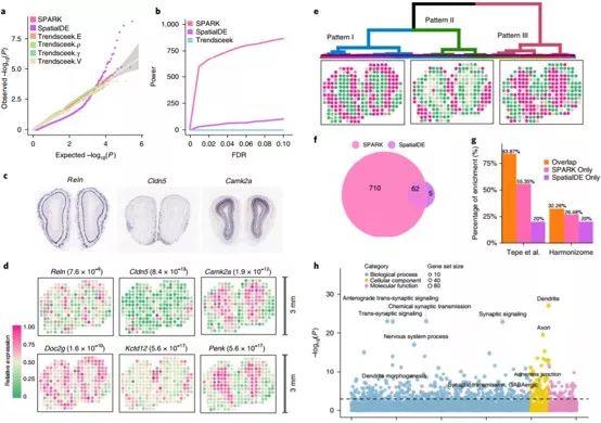 BioDaily丨NSC系列最新进展：2019-nCoV 、NIR-II光热治疗、荧光探针、胃癌起源、年轻帕金森等