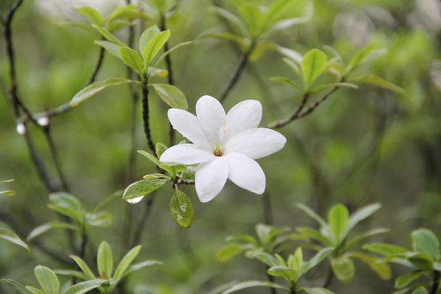 新加坡：各种美丽的花