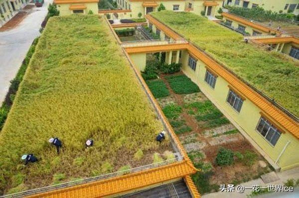 垂直农业会成为下一个风口吗？