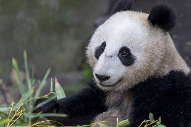 全球十大动物园分布，中国最多有3座上榜，但最大的在美国