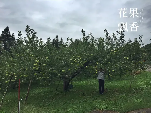 别把土壤搞坏了，一位陕西果农日本游学归来的最大感悟