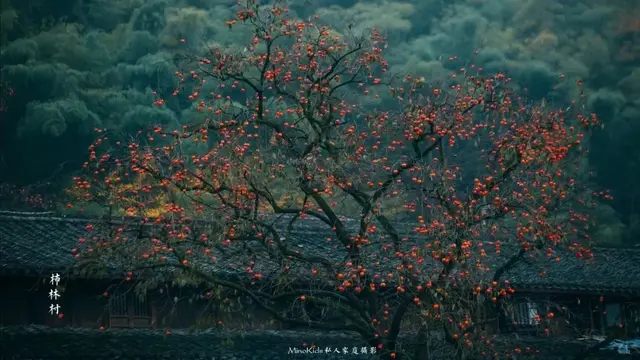 王晓飞：火红的富平