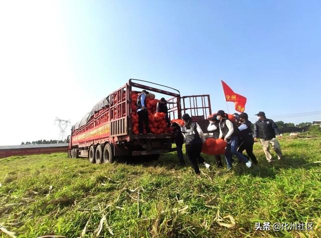 抗击疫情，为爱逆行！化州市禁毒公益人再次捐赠32吨南瓜发往湖北