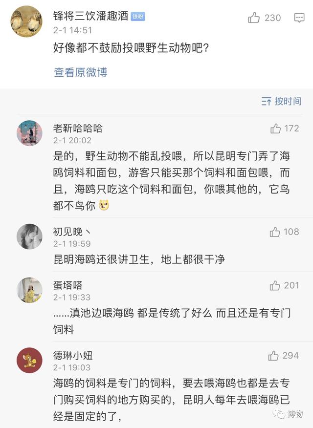 飞到昆明的红嘴鸥，并不需要人类的“关爱”