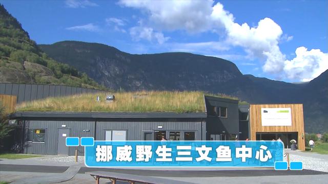 新加坡综艺《我的导游是明星6》挪威003：野生三文鱼中心