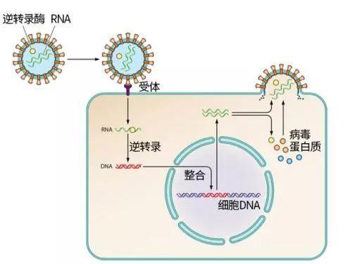 刻在人类DNA中的病毒基因，造就了现在的我们