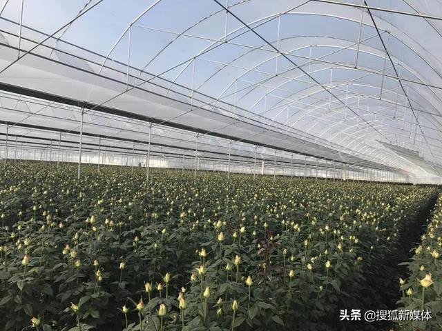 10万支鲜花烂在地里，价格暴跌20倍，云南花农：烂地里还少亏一点