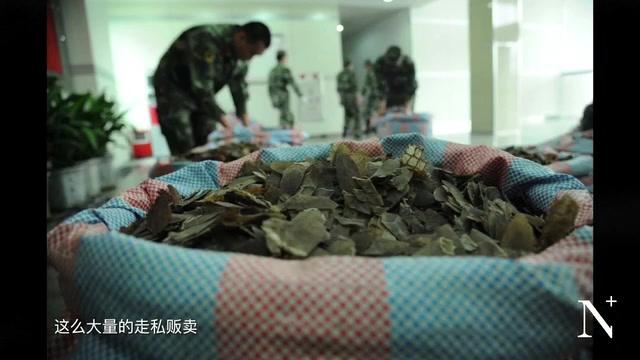 穿山甲再次被推上风口：人与野生动物的区隔是如何打破的