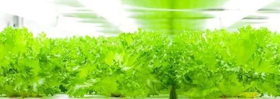 菜吧：未来农业什么样？日本垂直农场日产3万棵生菜