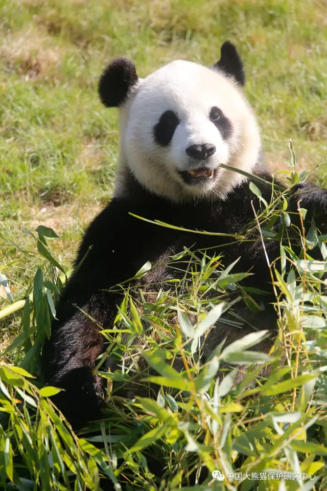 全球大熊猫科研合作单位助力熊猫中心抗击疫情