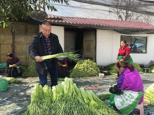 小账本里的蒜薹价格变化 见证什邡“蒜乡”近20年发展变迁