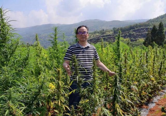 规范发展工业大麻的政策没有变 云南、黑龙江、吉林仍在有序推进